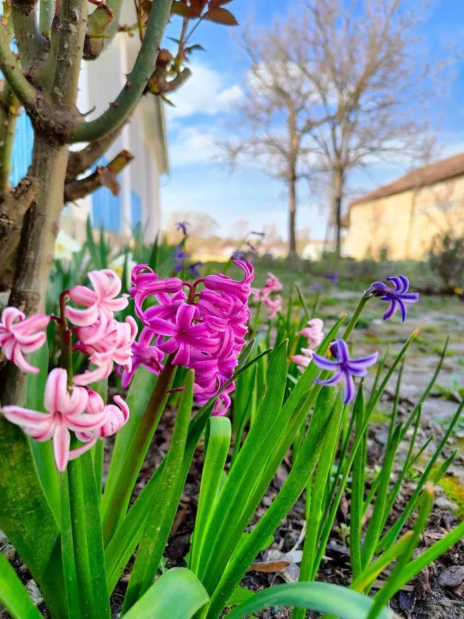 Ethno&Coffee House Tulip Bed & Breakfast Glozan Dış mekan fotoğraf